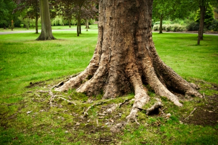 real tree with roots